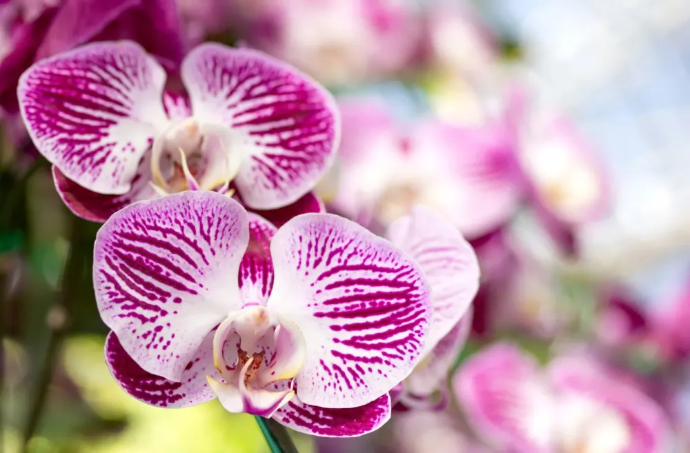 plantes fleuries (2)